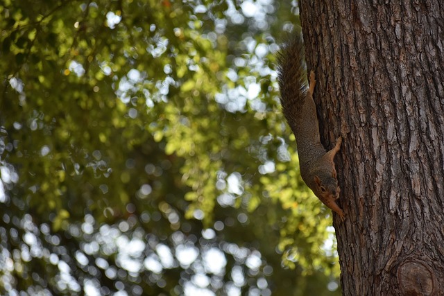 去欣赏比赛 去欣赏比赛